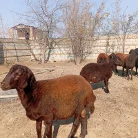 دو عدد بره نر قوچی افشار جنس بالا 5ماهه|حیوانات مزرعه|تاتار علیا, |دیوار