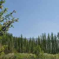 شش دانگ زمین چهار دیواری دشت مشا دماوند|فروش زمین و ملک کلنگی|آبعلی, |دیوار