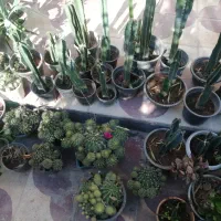 گلهای خانگی|گل و گیاه طبیعی|شیراز, مسلم|دیوار