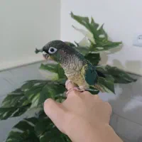 راهب و گرین چیک و مرغ مینا|پرنده|قم, قلعه کامکار|دیوار