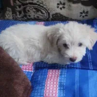 توله شیتزو دوماه و شیتزو یک ساله
