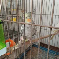 عروس هلندی نر