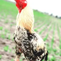خروس لاری اصل