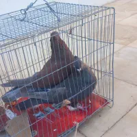 کفتر|پرنده|نورآباد, |دیوار