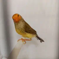 پرنده فروشی ایمان داوران کوچه ساجدی