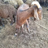 بزماده