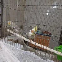 یک جفت عرووس مولد|پرنده|چادگان, |دیوار