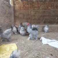 تخم نطفه دار برهما بلو|حیوانات مزرعه|تهران, پرستار|دیوار