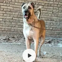 واگذاری سرابی نر گله ای|سگ|کرمان, |دیوار