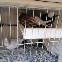 کفتر شازده سرور|پرنده|پاکدشت, خاتون آباد|دیوار