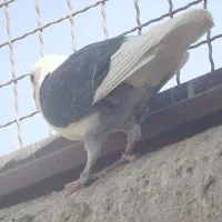 900000|پرنده|سلامی, |دیوار