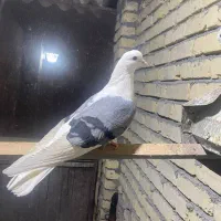 تعداد ۲۵ عدد کبوتر طوقی و دوکت|پرنده|پیر بکران, |دیوار