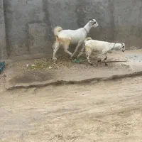 فروش چند راس بز ماده و|حیوانات مزرعه|میناب, |دیوار