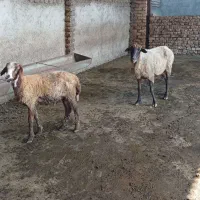 گوسفند و نر بره