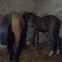 خرید اسب