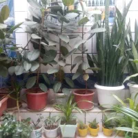 گل طبیعی از100به بالا|گل و گیاه طبیعی|لردگان, |دیوار