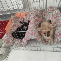 واگذاری|سگ|شاهین‌شهر, شهرک امام علی|دیوار