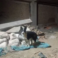 سگ هاسکی|سگ|گرگان, |دیوار