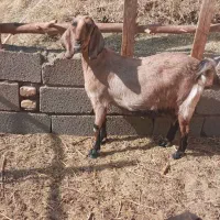 بزفروشی|حیوانات مزرعه|انار, |دیوار