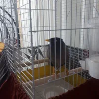 مرغ مینا سخنگو