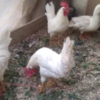 دو عدد خروس یک عدد اردک