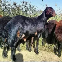 تعداد 20 راس بره ی نر چاق