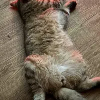 گربه|گربه|امیدیه, |دیوار