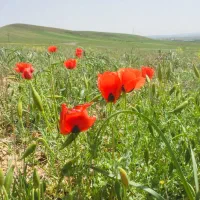 مشاوره خرید و فروش زمین در منطقه خوش اب هوای کوهین