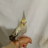 عروس هلندی دستی با لباس