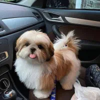 سگ شیترو سوپرفلت