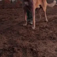 سگ سرابی