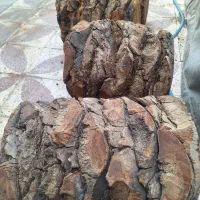 تُنگ نخل بُرش خورده