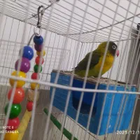 طوطی کوتوله نر زیبا معاوضه با یک کوتوله نر بالغ|پرنده|تایباد, |دیوار