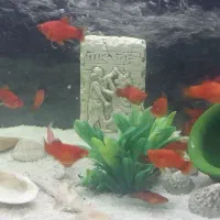 پلاتی ۱۰ عدد