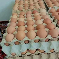 تخمه مرغ محلی روستایی|خوردنی و آشامیدنی|مریوان, |دیوار