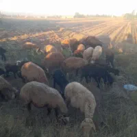 گوسفند ماده چاق برای قربانی|حیوانات مزرعه|اردبیل, |دیوار