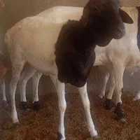 بره ماده سمال|حیوانات مزرعه|درگهان, |دیوار