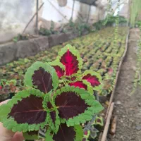 فروش ویژه   به مناسبت روز مادر|گل و گیاه طبیعی|مشهد, ده دی|دیوار