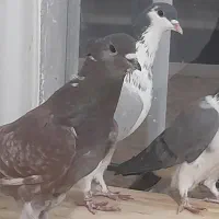 کبوتر دمگیر سرخ نر ویک جفت سبز