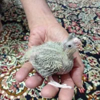 پرنده. جفت و جوجه عروس.فنج لپ سیاه.|پرنده|رفسنجان, |دیوار