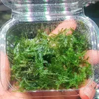 خزه آکواریومی