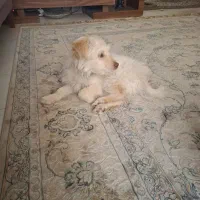 تریرمالیتز