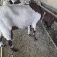 بز پاکستانی با کهره نر ۱۵ روزه|حیوانات مزرعه|شیراز, کفترک|دیوار