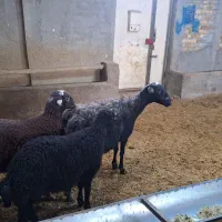 میش و بره دوقلو