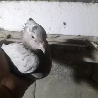 کبوتر کاشان سرور|پرنده|مرند, |دیوار