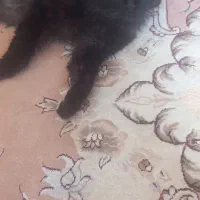 گربه پرشین|گربه|میاندوآب, |دیوار