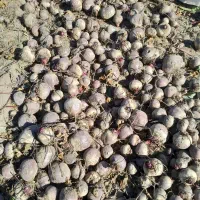 چغندر لبو|خوردنی و آشامیدنی|ارشق, |دیوار