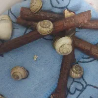 ۹ عدد حلزون|خزنده|شاهین‌شهر, نبوت|دیوار