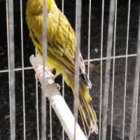 قناری سبز چمنی|پرنده|شیراز, شیخ علی چوپان|دیوار