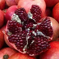 فقط با یک فقره چک خرید کنید نهال نهالستان پاشاپور